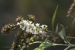Buddleja paniculata